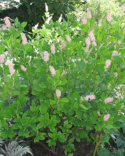Clethra Ruby Spice 3 Gallon