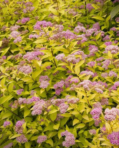 Spirea Goldmound 3 Gallon