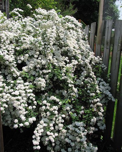 Spirea Vanhouttei White 3 Gallon