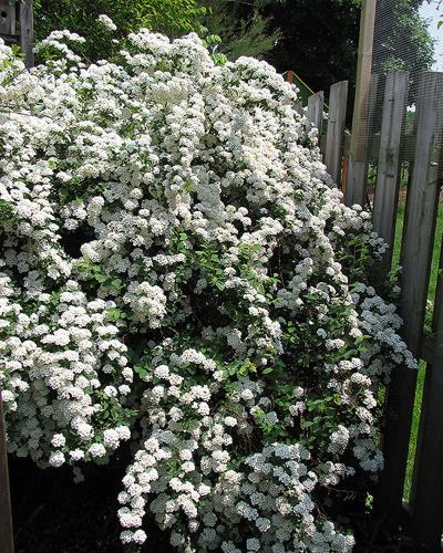 Spirea Vanhouttei  White 3 Gallon