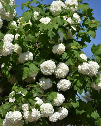 Viburnum Common Snowball 3 Gallon