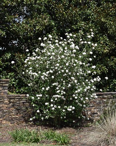 Viburnum Burkwoodi 3 Gallon