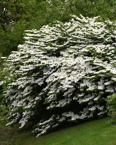 Viburnum Doublefile 3 Gallon