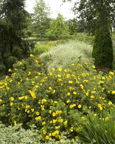 Potentilla Goldfinger 3 Gallon