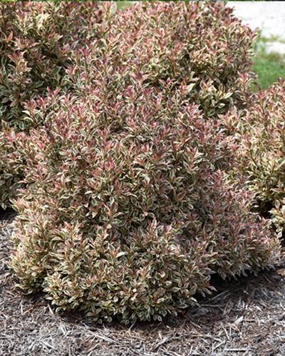Weigela My Monet® 2 Gallon