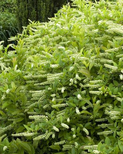 Itea Little Henry® 3 Gallon