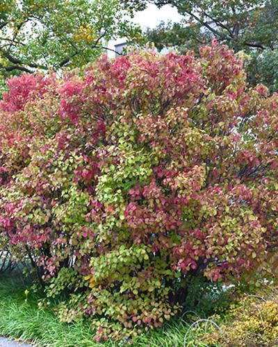 Viburnum Autumn Jazz 3 Gallon