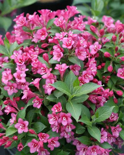 Weigela Snippet® Dark Pink 2 Gallon