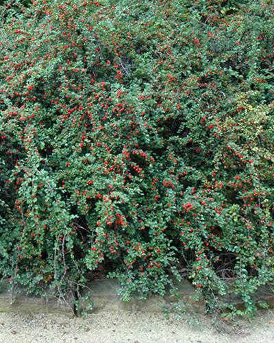 Cotoneaster Cranberry 3 Gallon