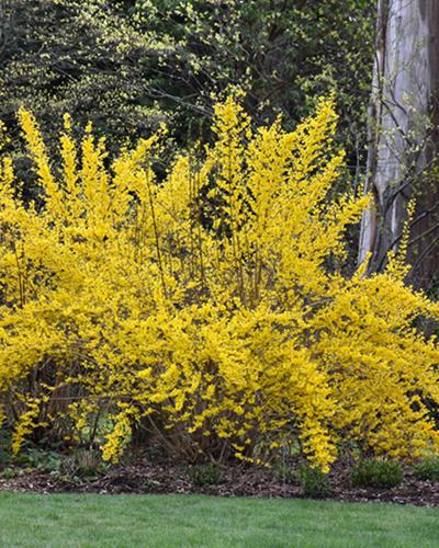 Forsythia  Lynwood Gold 3 Gallon