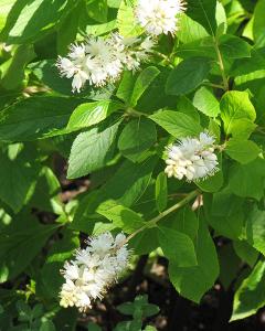 Clethra Hummingbird 3 Gallon