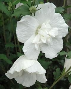 Althea White Chiffon Proven Winners 3 Gallon