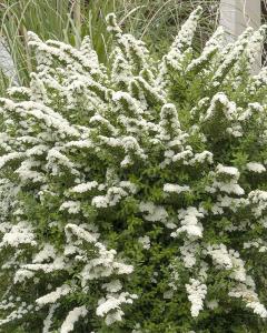 Spirea Snowmound 3 Gallon