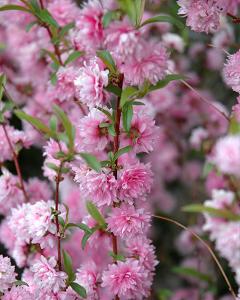 Almond Pink Flowering 3 Gallon