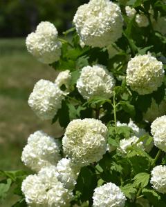 Viburnum Common Snowball 3 Gallon