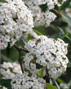 Viburnum Burkwoodi 3 Gallon