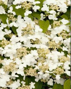 Viburnum Doublefile 3 Gallon