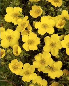 Potentilla Goldfinger 3 Gallon