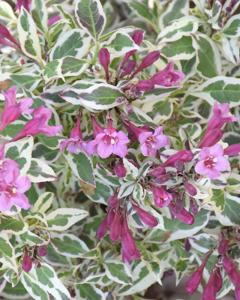Weigela My Monet® 2 Gallon