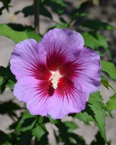 Althea, Purple Pillar(r) Proven Winners 3 Gallon