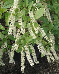 Itea Little Henry® 3 Gallon