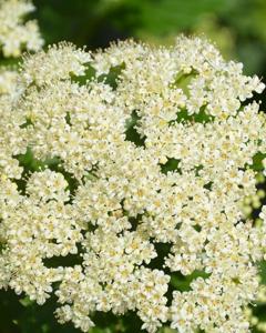 Viburnum Autumn Jazz 3 Gallon