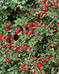 Cotoneaster Cranberry 3 Gallon