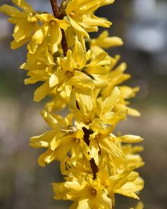 Forsythia  Lynwood Gold 3 Gallon