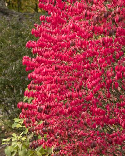 Burning Bush Dwarf 3 Gallon
