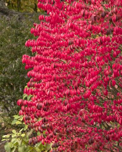 Burning Bush Dwarf 3 Gallon Pot