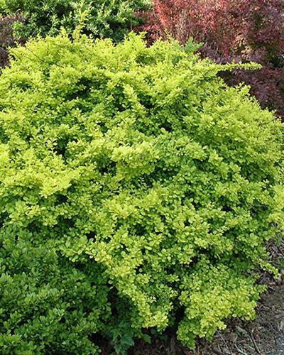 Barberry Golden 3 Gallon