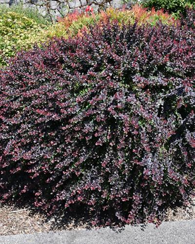 Barberry Royal Burgundy 3 Gallon