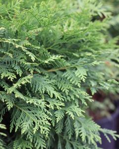 Arborvitae Globe 3 Gallon