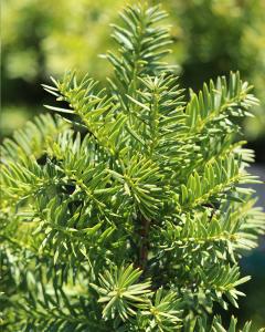 Yew Densiformis 5 Gallon