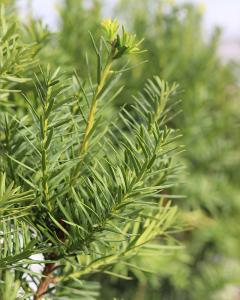 Yew Hicks 5 Gallon