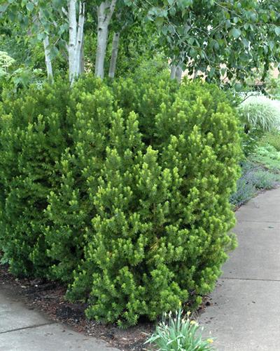 Yew Hicks 3 Gallon