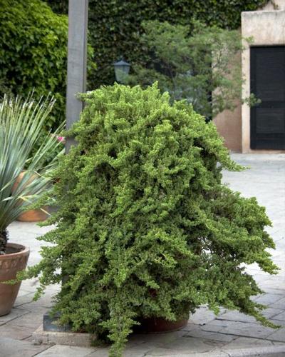 Juniper Dwarf Japanese Garden 3 Gallon