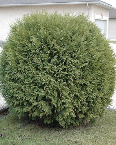 Arborvitae Globe 3 Gallon