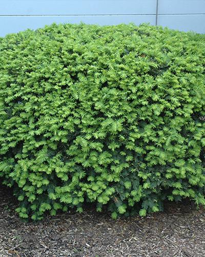 Yew Densiformis 5 Gallon