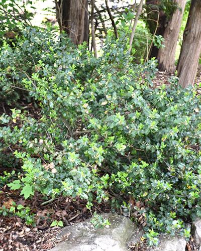 Holly Blue Prince 8" Pot