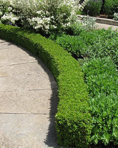 Boxwood Green Velvet 1 Gallon