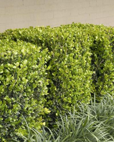 Boxwood Winter Gem 1 Gallon