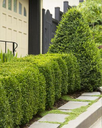 Boxwood Green Mountain 1 Gallon