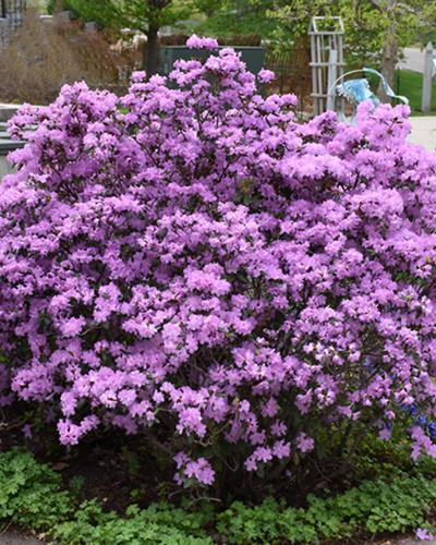 Rhododendron Pjm Lavender 3 Gallon