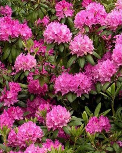 Rhododendron Pink 3 Gallon