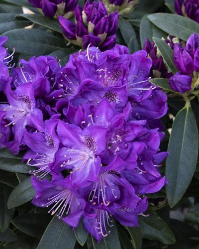 Rhododendron Purple 3 Gallon