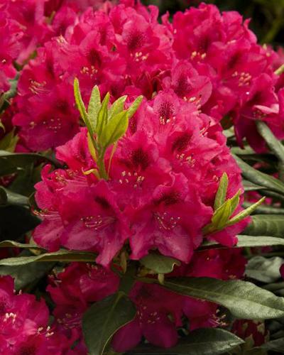 Rhododendron Red 3 Gallon