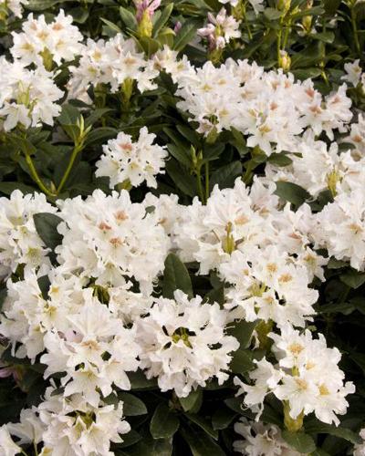 Rhododendron White 3 Gallon
