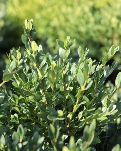 Boxwood Green Velvet 1 Gallon