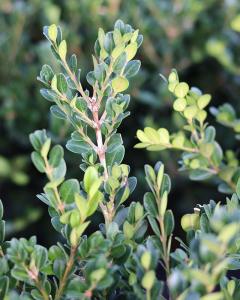 Boxwood Winter Gem 1 Gallon